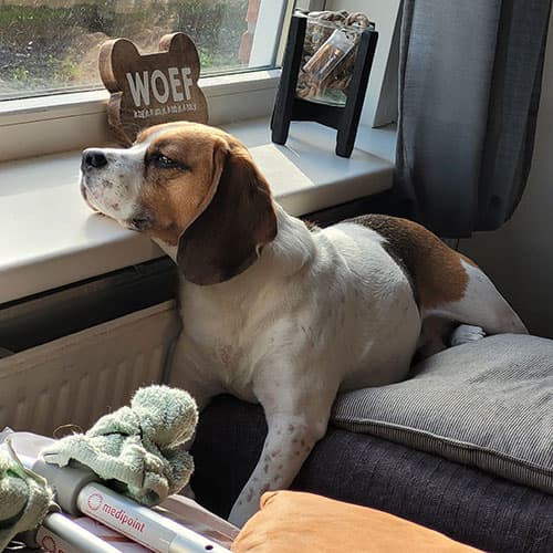 Hond van Kim